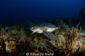 green turtle by Eduardo Nadal 